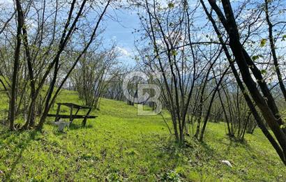 Düzce Akçakoca Arabacı Köyü’nde Satılık 10 Dönüm Meyve Bahçesi 