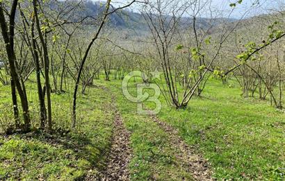 Düzce Akçakoca Arabacı Köyü’nde Satılık 10 Dönüm Meyve Bahçesi 
