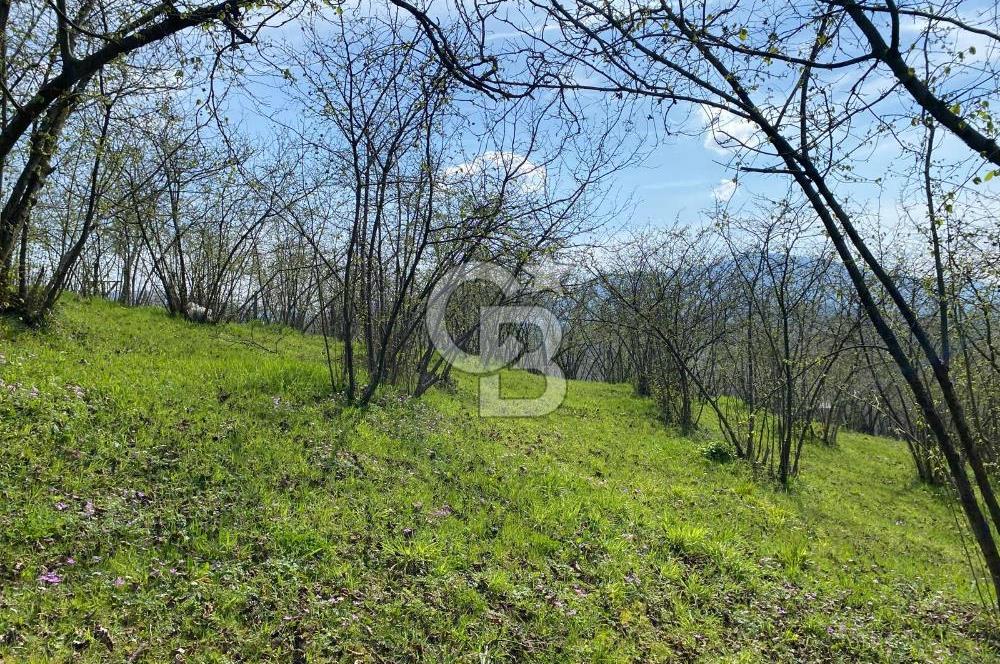 Düzce Akçakoca Arabacı Köyü’nde Satılık 10 Dönüm Meyve Bahçesi 