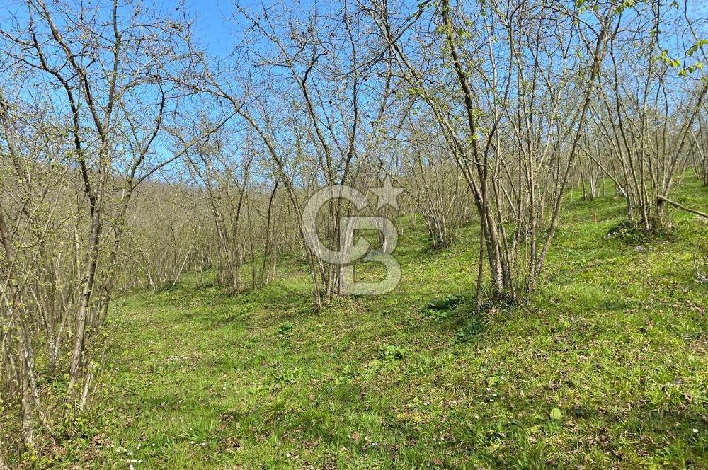 Düzce Akçakoca Arabacı Köyü’nde Satılık 10 Dönüm Meyve Bahçesi 