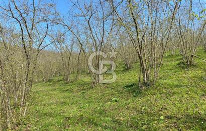 Düzce Akçakoca Arabacı Köyü’nde Satılık 10 Dönüm Meyve Bahçesi 