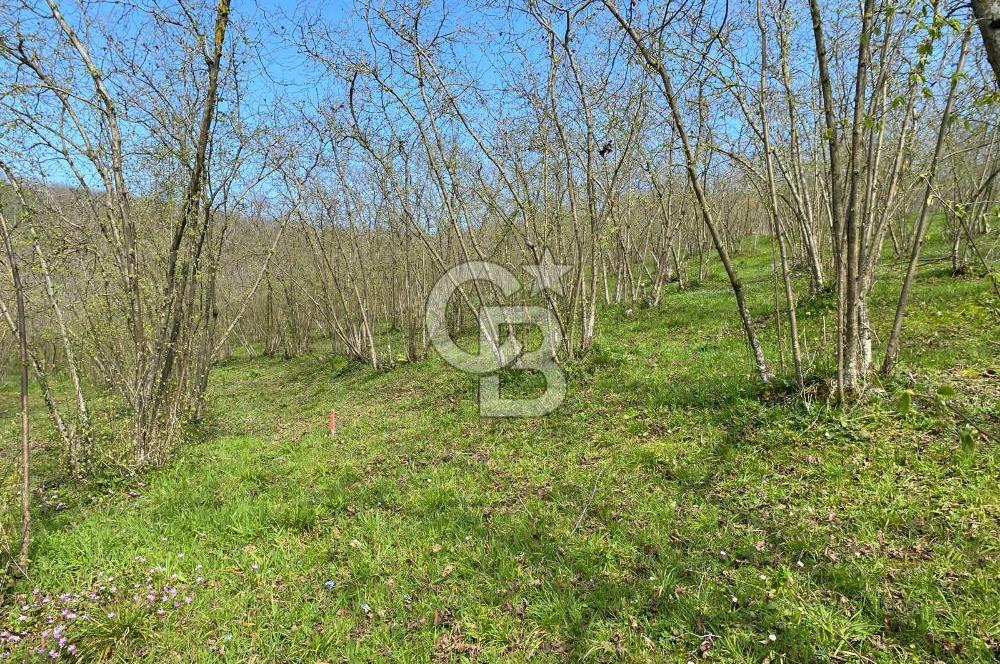 Düzce Akçakoca Arabacı Köyü’nde Satılık 10 Dönüm Meyve Bahçesi 