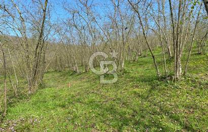 Düzce Akçakoca Arabacı Köyü’nde Satılık 10 Dönüm Meyve Bahçesi 