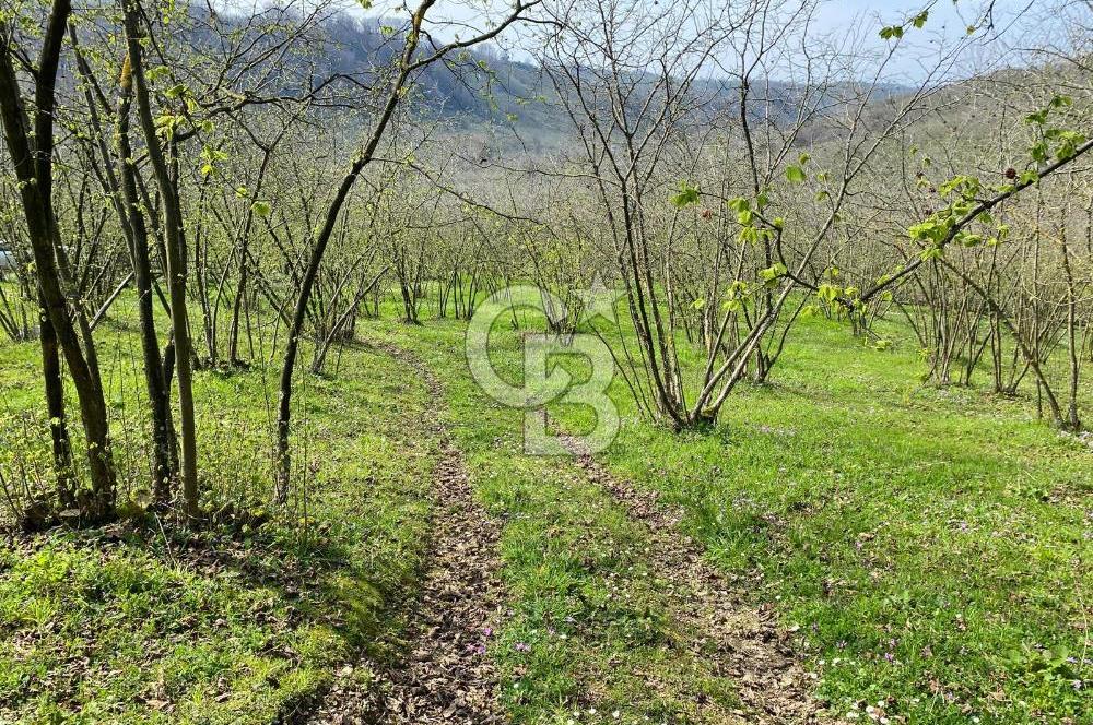 Düzce Akçakoca Arabacı Köyü’nde Satılık 10 Dönüm Meyve Bahçesi 