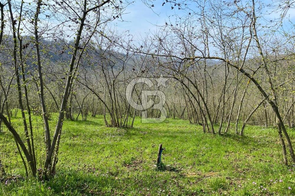 Düzce Akçakoca Arabacı Köyü’nde Satılık 10 Dönüm Meyve Bahçesi 