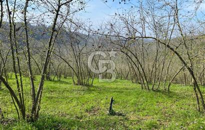 Düzce Akçakoca Arabacı Köyü’nde Satılık 10 Dönüm Meyve Bahçesi 