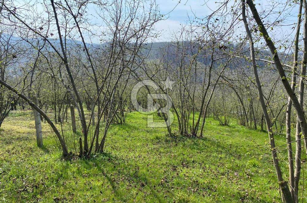 Düzce Akçakoca Arabacı Köyü’nde Satılık 10 Dönüm Meyve Bahçesi 