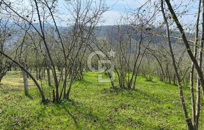 Düzce Akçakoca Arabacı Köyü’nde Satılık 10 Dönüm Meyve Bahçesi 
