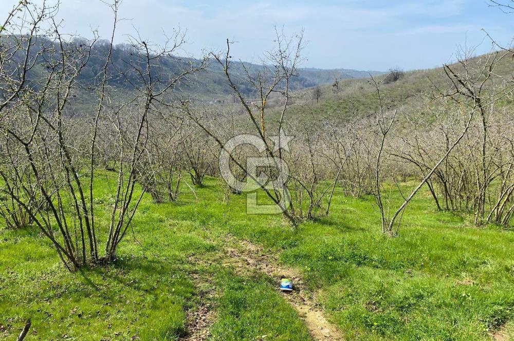 Düzce Akçakoca Arabacı Köyü’nde Satılık 10 Dönüm Meyve Bahçesi 