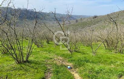 Düzce Akçakoca Arabacı Köyü’nde Satılık 10 Dönüm Meyve Bahçesi 