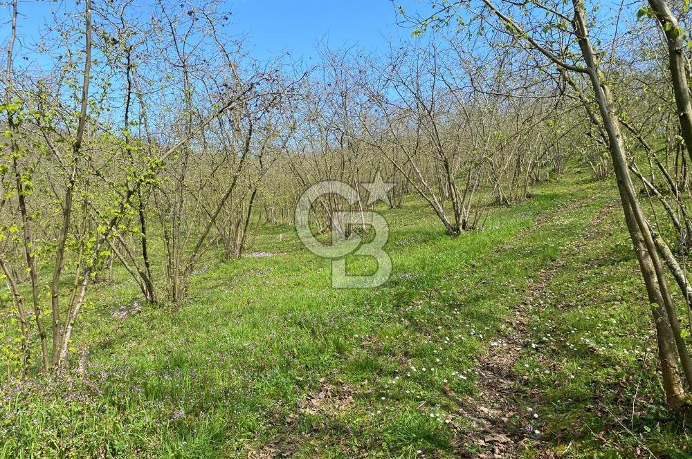 Düzce Akçakoca Arabacı Köyü’nde Satılık 10 Dönüm Meyve Bahçesi 