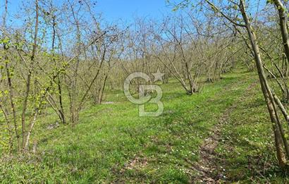 Düzce Akçakoca Arabacı Köyü’nde Satılık 10 Dönüm Meyve Bahçesi 