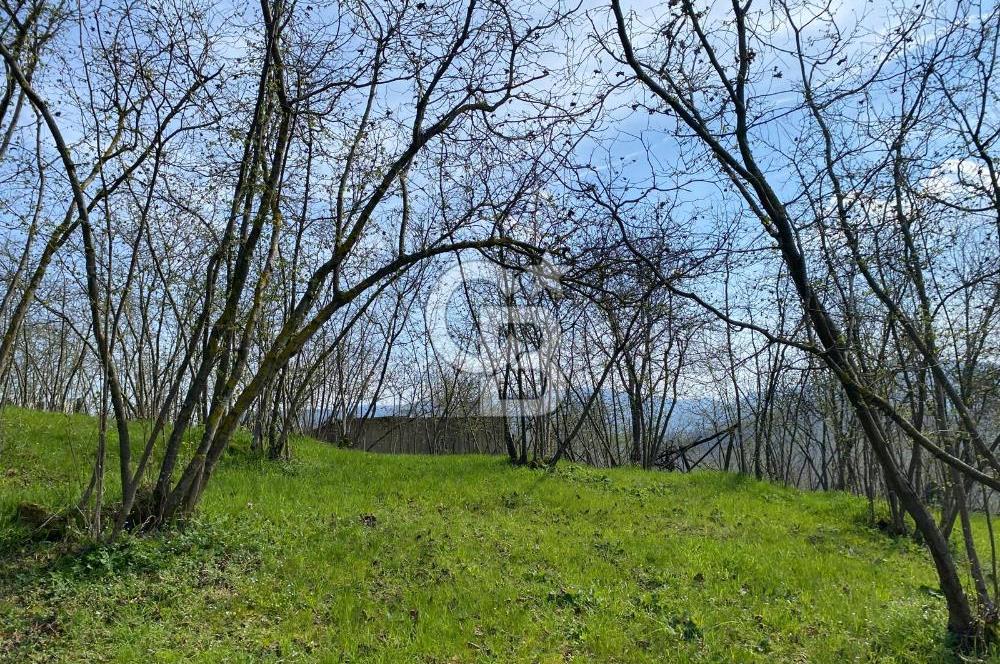 Düzce Akçakoca Arabacı Köyü’nde Satılık 10 Dönüm Meyve Bahçesi 