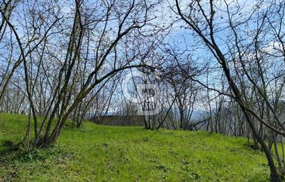 Düzce Akçakoca Arabacı Köyü’nde Satılık 10 Dönüm Meyve Bahçesi 