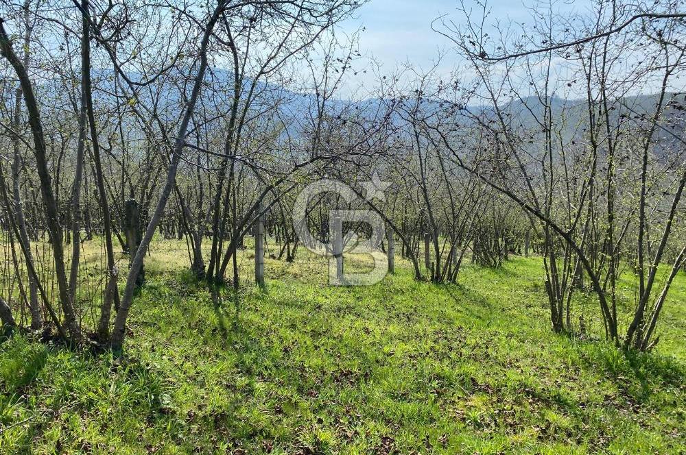 Düzce Akçakoca Arabacı Köyü’nde Satılık 10 Dönüm Meyve Bahçesi 