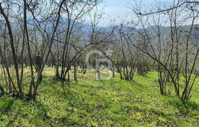 Düzce Akçakoca Arabacı Köyü’nde Satılık 10 Dönüm Meyve Bahçesi 