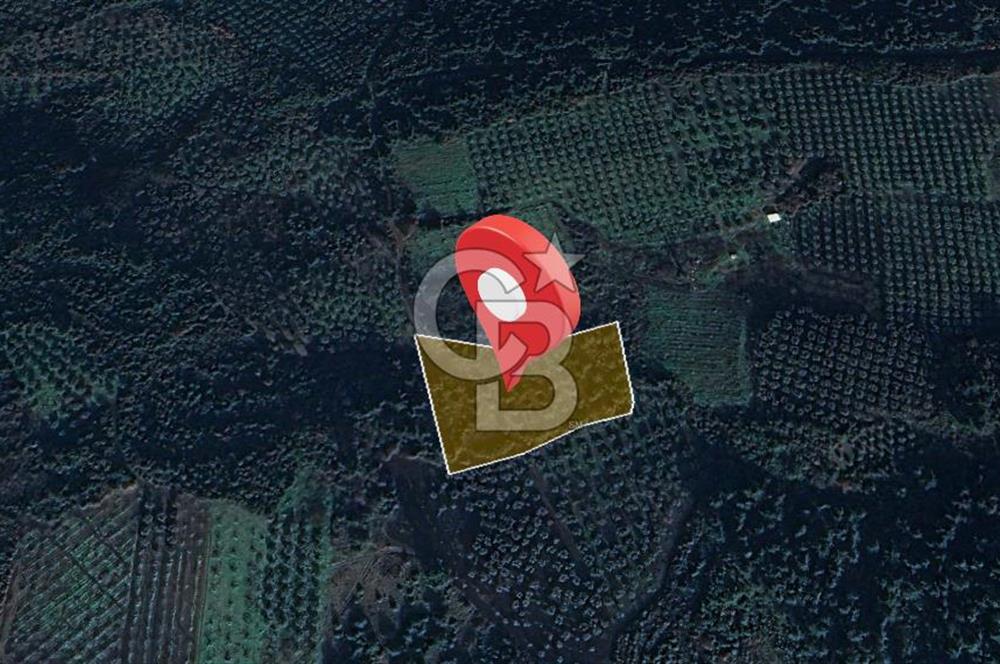 Kurşunlun'da 5.941 m² Yatırıma Uygun Satılık Zeytinlik