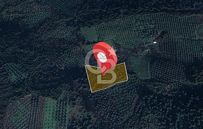 Kurşunlun'da 5.941 m² Yatırıma Uygun Satılık Zeytinlik