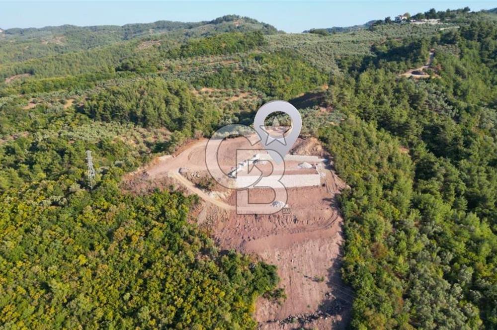 Kurşunluda Panoramik Deniz Manzaralı Taş Duvarlı Eşsiz Zeytinlik