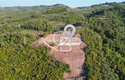 Kurşunluda Panoramik Deniz Manzaralı Taş Duvarlı Eşsiz Zeytinlik