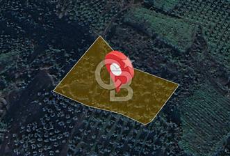 Kurşunlun'da 5.941 m² Yatırıma Uygun Satılık Zeytinlik - 2 - 345399