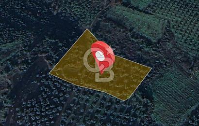 Kurşunlun'da 5.941 m² Yatırıma Uygun Satılık Zeytinlik