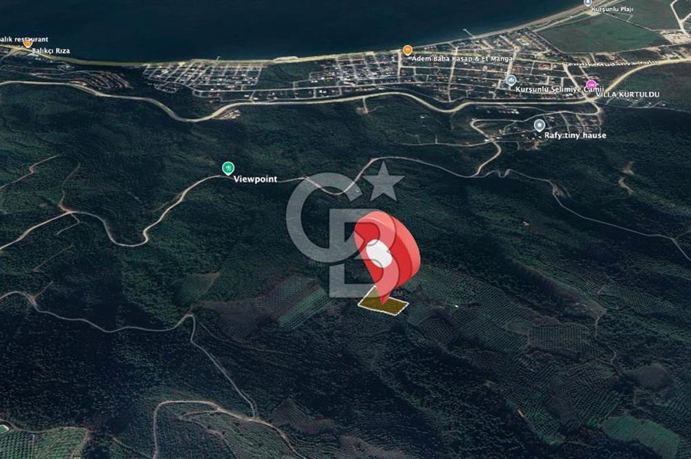 Kurşunlun'da 5.941 m² Yatırıma Uygun Satılık Zeytinlik