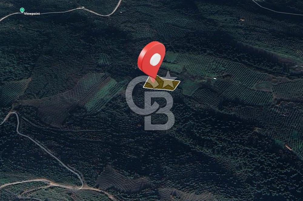 Kurşunlun'da 5.941 m² Yatırıma Uygun Satılık Zeytinlik