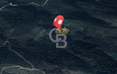 Kurşunlun'da 5.941 m² Yatırıma Uygun Satılık Zeytinlik