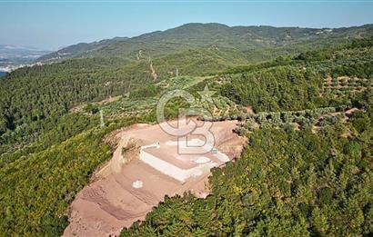 Kurşunluda Panoramik Deniz Manzaralı Taş Duvarlı Eşsiz Zeytinlik