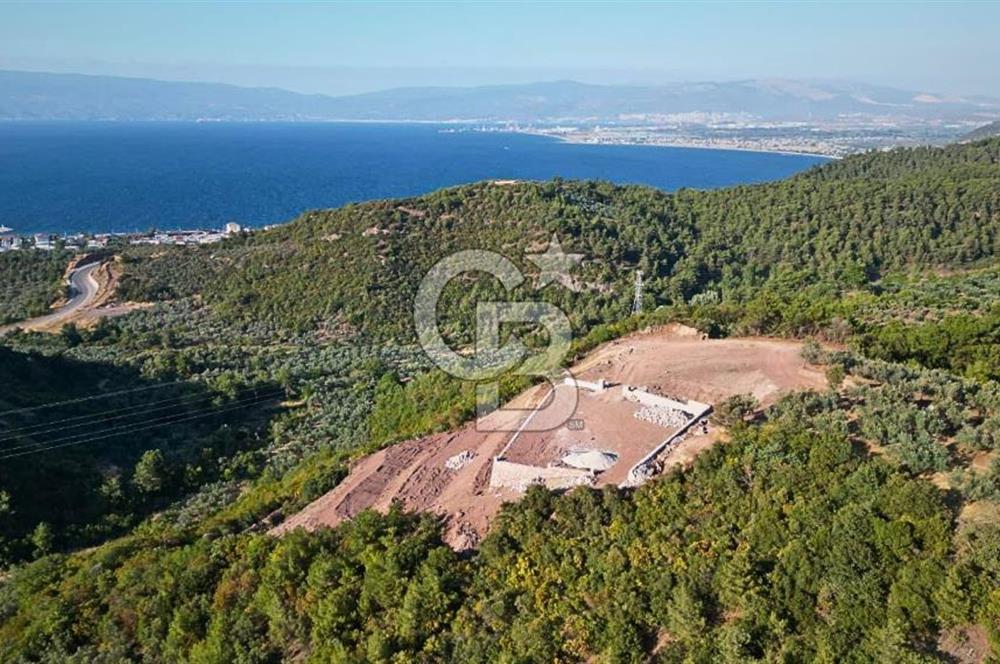 Kurşunluda Panoramik Deniz Manzaralı Taş Duvarlı Eşsiz Zeytinlik