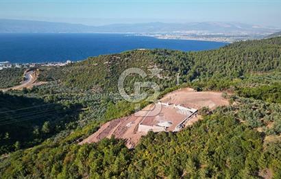 Kurşunluda Panoramik Deniz Manzaralı Taş Duvarlı Eşsiz Zeytinlik