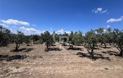 Saruhanlı Gümülceli'de Satılık Tarla