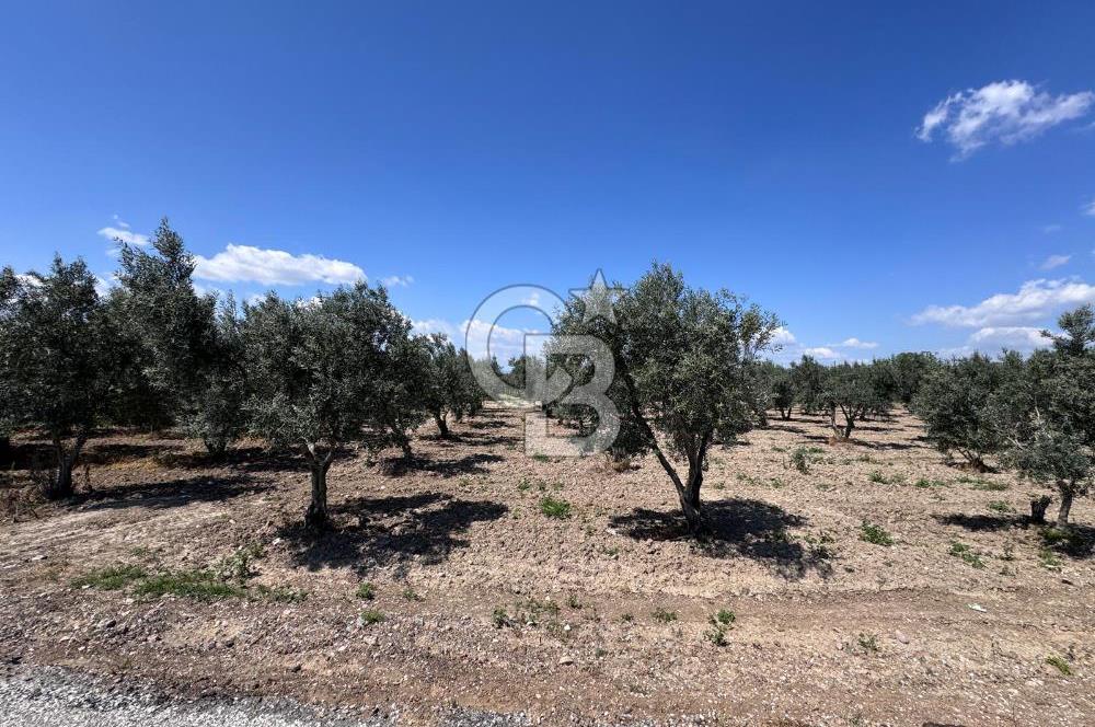 Saruhanlı Gümülceli'de Satılık Tarla