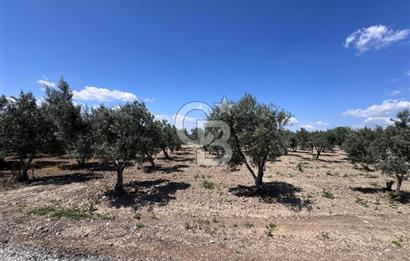 Saruhanlı Gümülceli'de Satılık Tarla