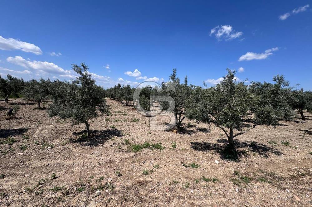 Saruhanlı Gümülceli'de Satılık Tarla