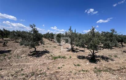 Saruhanlı Gümülceli'de Satılık Tarla