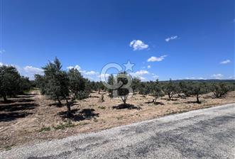 Saruhanlı Gümülceli'de Satılık Tarla - 3 - 345541