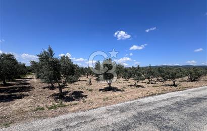 Saruhanlı Gümülceli'de Satılık Tarla