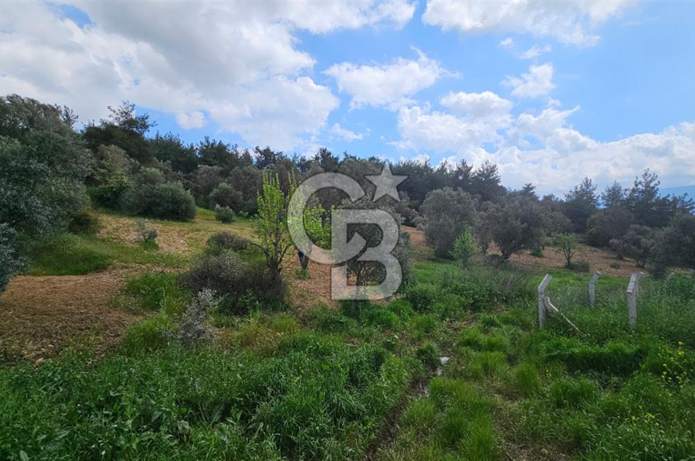 İzmir Kemalpaşa Yenmiş Köyünde 4112 m2 Satılık Zeytinlik