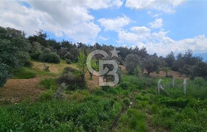 İzmir Kemalpaşa Yenmiş Köyünde 4112 m2 Satılık Zeytinlik