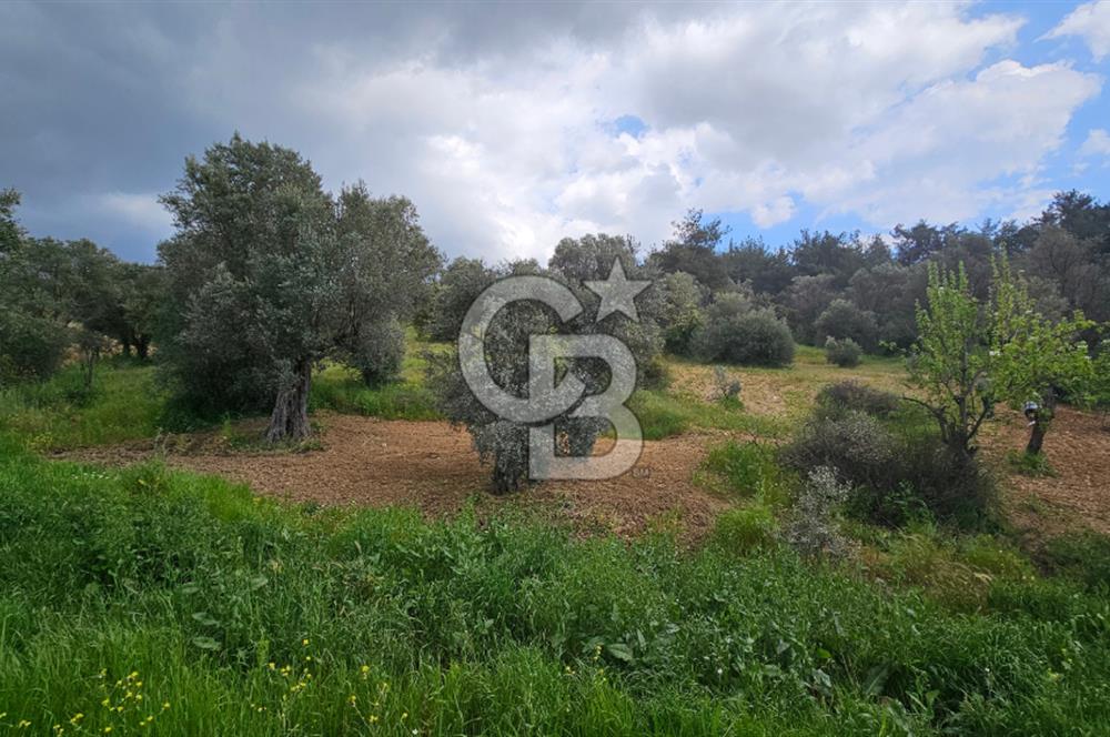 İzmir Kemalpaşa Yenmiş Köyünde 4112 m2 Satılık Zeytinlik