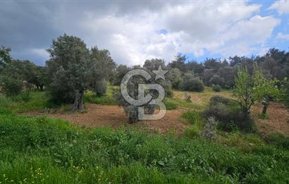 İzmir Kemalpaşa Yenmiş Köyünde 4112 m2 Satılık Zeytinlik
