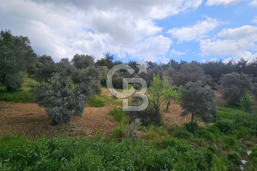 İzmir Kemalpaşa Yenmiş Köyünde 4112 m2 Satılık Zeytinlik