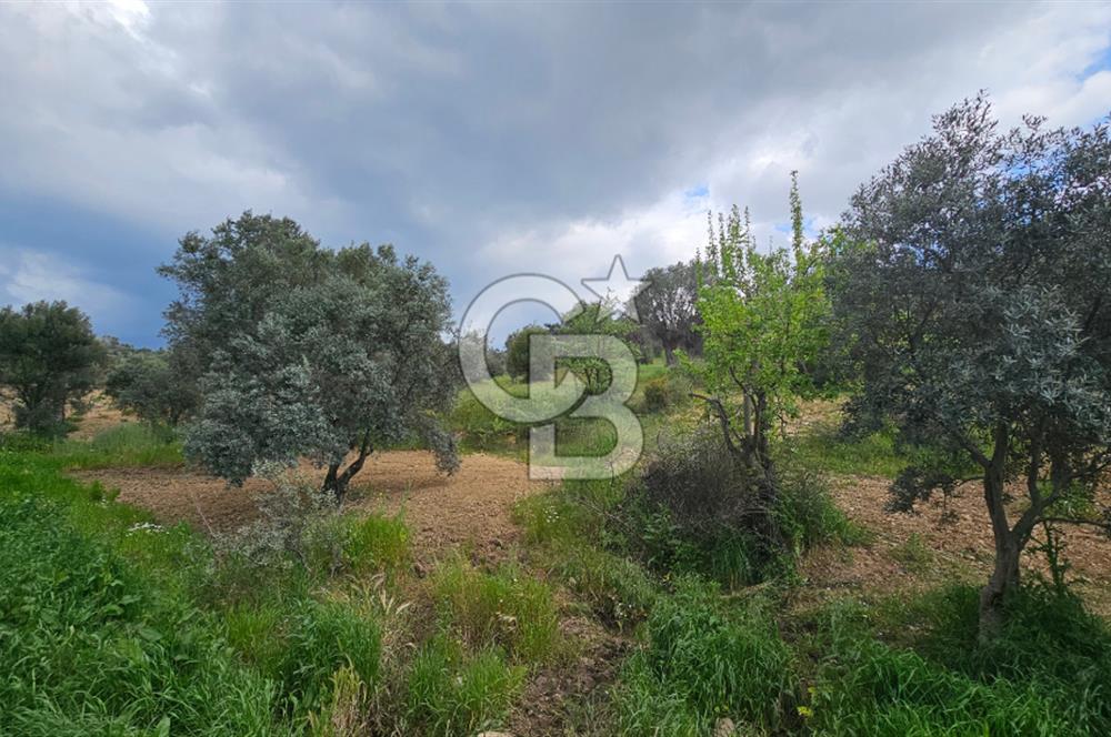 İzmir Kemalpaşa Yenmiş Köyünde 4112 m2 Satılık Zeytinlik
