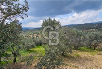 İzmir Kemalpaşa Yenmiş Köyünde 4112 m2 Satılık Zeytinlik - 11 - 345734