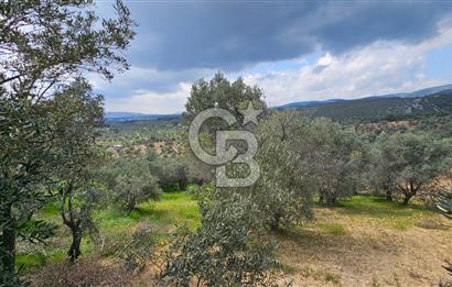 İzmir Kemalpaşa Yenmiş Köyünde 4112 m2 Satılık Zeytinlik