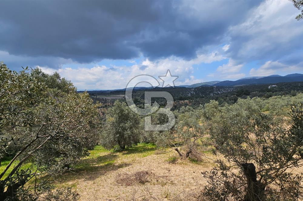 İzmir Kemalpaşa Yenmiş Köyünde 4112 m2 Satılık Zeytinlik