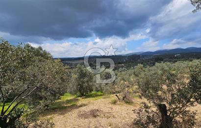 İzmir Kemalpaşa Yenmiş Köyünde 4112 m2 Satılık Zeytinlik