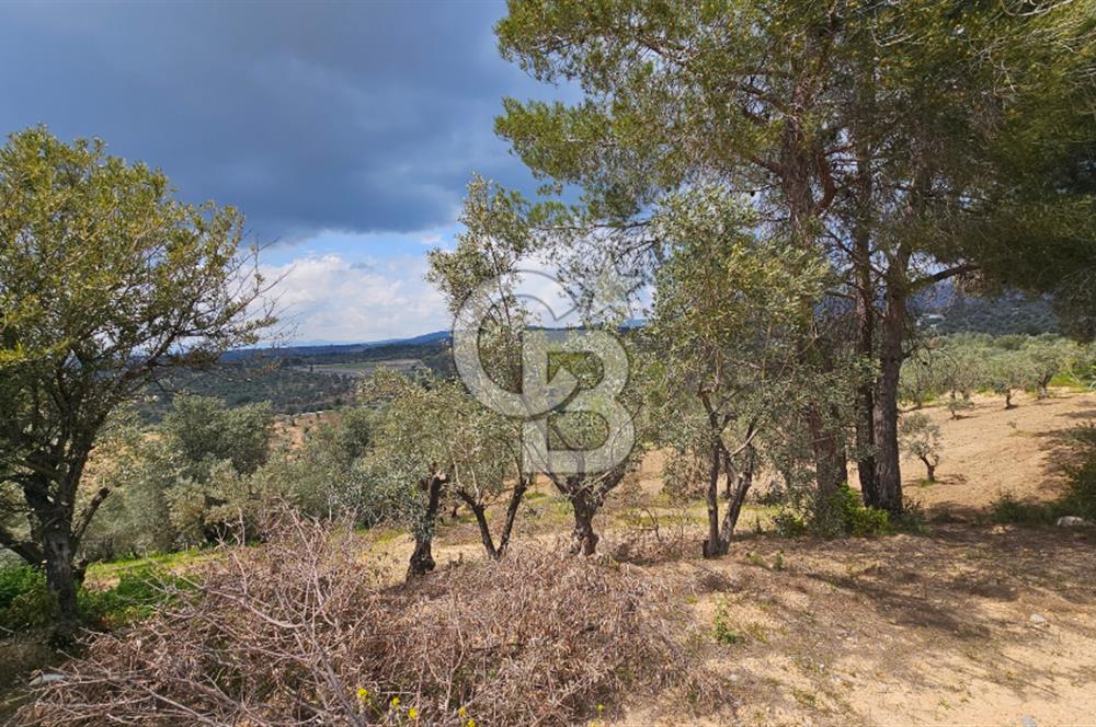 İzmir Kemalpaşa Yenmiş Köyünde 4112 m2 Satılık Zeytinlik